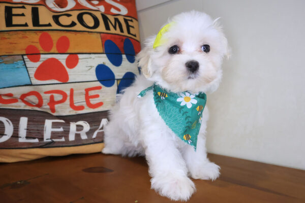 Jezebel Maltese 01