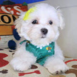 Jezebel Maltese 02
