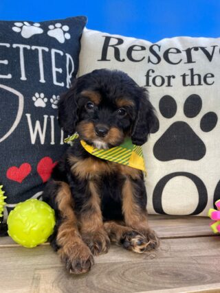 Junie Cavapoo 01