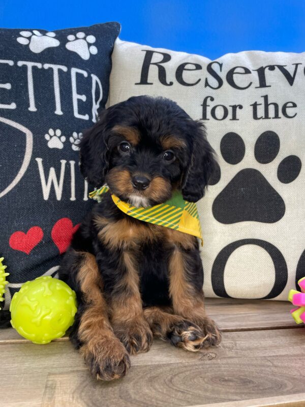 Junie Cavapoo 01