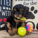 Junie Cavapoo 02