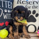 Junie Cavapoo 03
