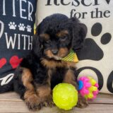 Junie Cavapoo 04