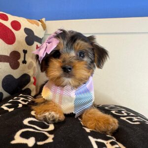 Karol Shorkie 01
