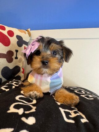 Karol Shorkie 01