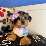 Karol Shorkie 02