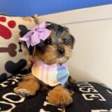 Karol Shorkie 03