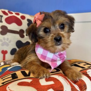 Katy Shorkie 01