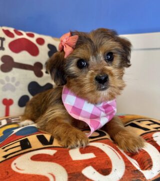 Katy Shorkie 01