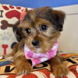 Katy Shorkie 02