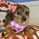 Katy Shorkie 03