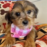 Katy Shorkie 04