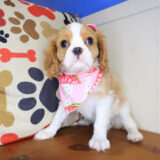 Kenia Cavalier King Charlies Spaniel 01