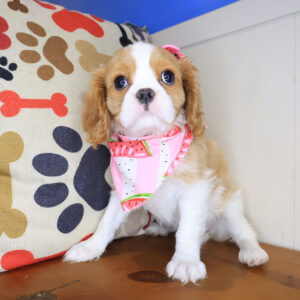Kenia Cavalier King Charlies Spaniel 01