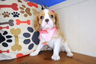 Kenia Cavalier King Charlies Spaniel 01