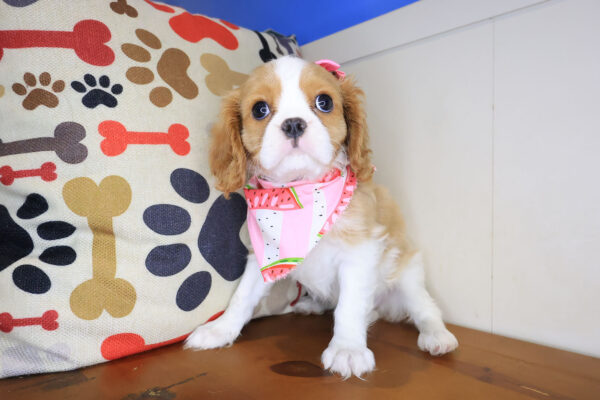 Kenia Cavalier King Charlies Spaniel 01