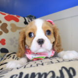 Kenia Cavalier King Charlies Spaniel 02