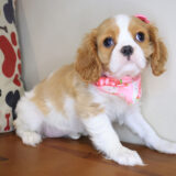 Kenia Cavalier King Charlies Spaniel 03