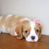 Kenia Cavalier King Charlies Spaniel 04