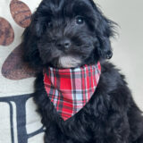 Khloe Cavapoo 01