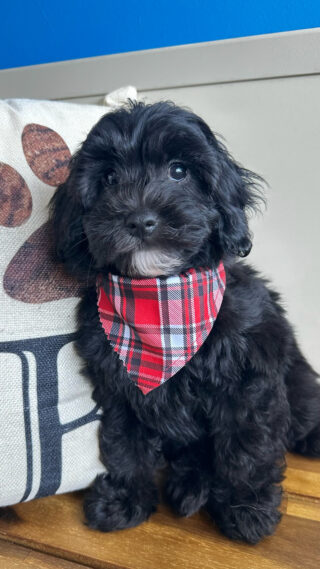 Khloe Cavapoo 01