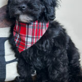 Khloe Cavapoo 02