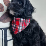 Khloe Cavapoo 03