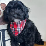 Khloe Cavapoo 04