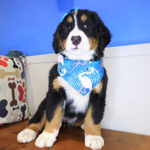 Kingsley Bernese Mountain 01