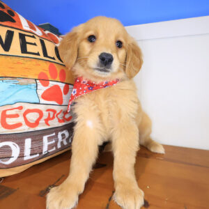 Lacy Golden Retriever 01