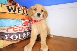 Lacy Golden Retriever 01