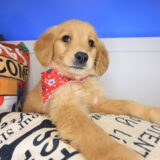 Lacy Golden Retriever 02