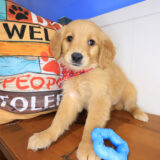 Lacy Golden Retriever 03