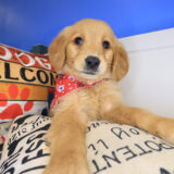 Lacy Golden Retriever 04