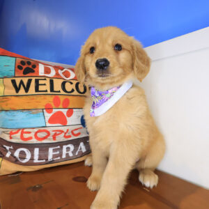 Liora Golden Retriever 01