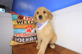 Liora Golden Retriever 01