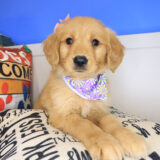 Liora Golden Retriever 02