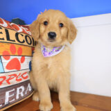 Liora Golden Retriever 03