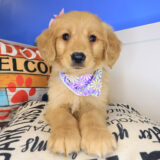 Liora Golden Retriever 04