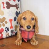 Magnum Dachshund 01
