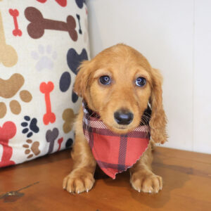 Magnum Dachshund 01