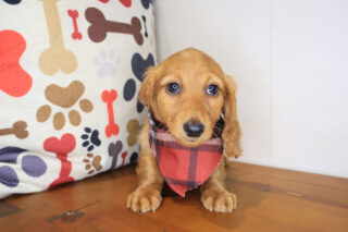 Magnum Dachshund 01