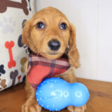 Magnum Dachshund 03