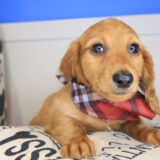Magnum Dachshund 04