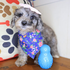 Maisie Bichapoo 01