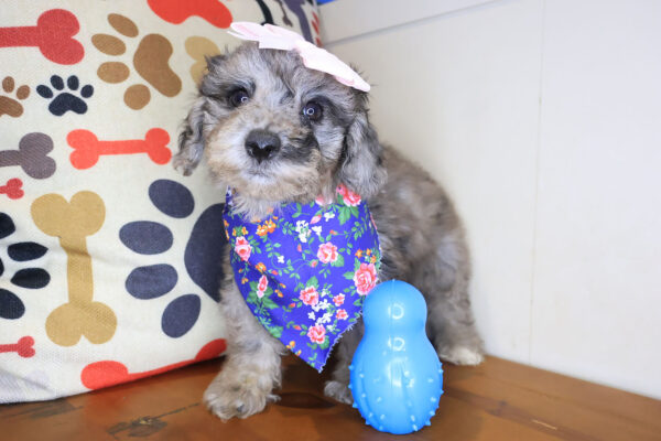Maisie Bichapoo 01