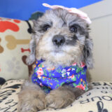 Maisie Bichapoo 02