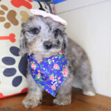 Maisie Bichapoo 03