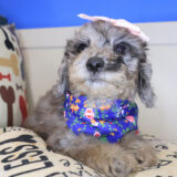 Maisie Bichapoo 04