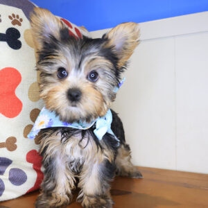 Mallie Yorkshire Terrier 01